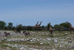 A certains waterholes, il y a beaucoup de monde