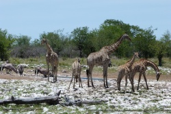 Quand elles sont en groupe, les girafes essaient de boire à tour de rôle pour mieux surveiller l'ennemi
