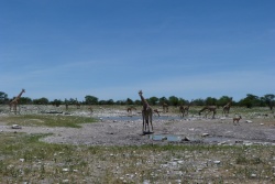 Incontestablement, c'est le point d'eau préféré des girafes