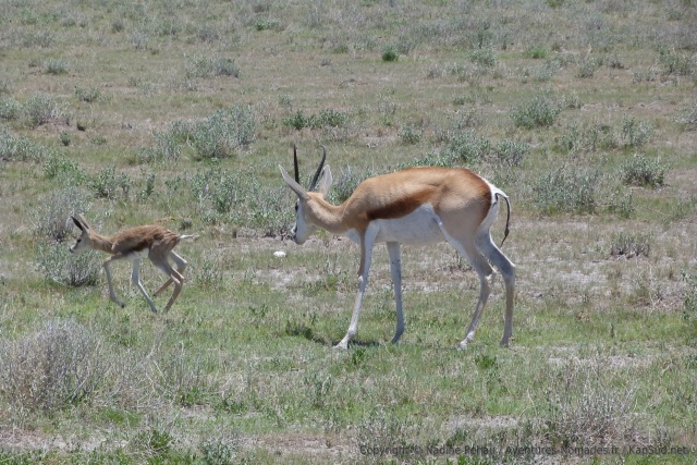 Ce bébé springbok, fraichement né, découvre l'ivresse de la course