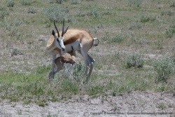 Encore vacillant sur ses interminables pattes, le bébé springbok tente de fêter sa mère
