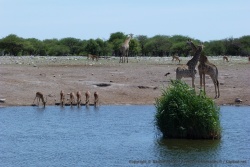 Beau tableau de la vie sauvage