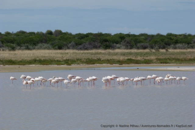 Certains pans remplis d'eau attirent les flamants roses