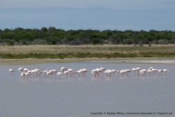 Certains pans remplis d'eau attirent les flamants roses