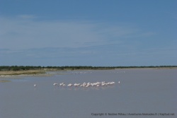 Un peu partout les flamants roses ont implanté leur petite colonie