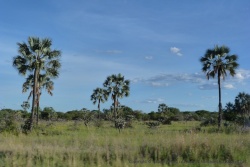 On traverse une savane très élégamment parsemée de palmiers