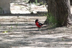 Magnifique gonolek, oiseau très reconnaissable et emblématique du Kalahari