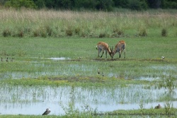 Des antilopes lechwe particulièrement bien adaptées au milieu aquatique