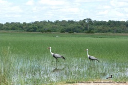 Un couple de grues inspectent assidument les marais
