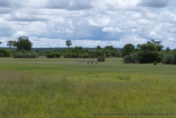 Scène idyllique de la vie dans la savane