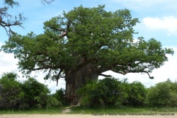 Nous avons rarement l'occasion de voir un baobab aussi énorme couvert de feuilles bien vertes