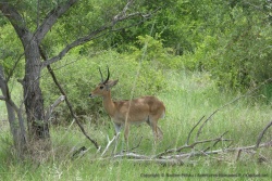 Une jolie antilope qu'on n'a pas su identifier, vous connaissez ?