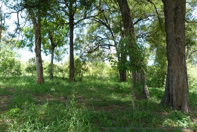 Nous sommes surpris par la présence de bosquets aux grands arbres