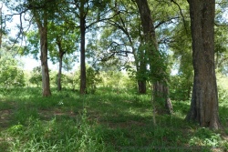 Nous sommes surpris par la présence de bosquets aux grands arbres