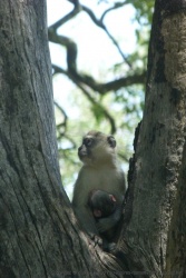 Une maman vervet nous gratifie d'une jolie surprise