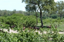 Soudain, au détour d'un virage, un grand troupeau des rares hippotragues noirs