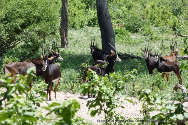 L'hippotrague noir ou antilope sable est une de nos antilopes préférées, trop rarement aperçue