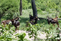 L'hippotrague noir ou antilope sable est une de nos antilopes préférées, trop rarement aperçue