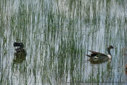 Un beau couple de canards avec un mâle bien casqué
