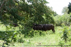 Quoi de plus normal que de surprendre des buffles dans le parc de Buffalo
