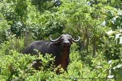 Le buffle est un animal fier et courageux qu'il faut craindre à juste titre
