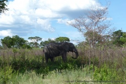 Enfin un éléphant, ça nous manquait !