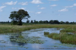 De beaux méandres de la rivière sont couverts de délicats nénuphars