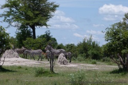 Après une absence quasi totale d'animaux, nous tombons sur une savane très peuplée