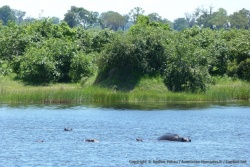 Enfin les hippopotames font leur apparition