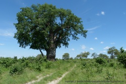 Ce baobab reprend des forces avant de servir de réserve de nourriture pour les éléphants à la prochaine saison sèche