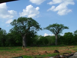 Les premiers baobabs font leur apparition