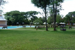 En Afrique, c'est les zèbres qui tondent le gazon autour des piscines