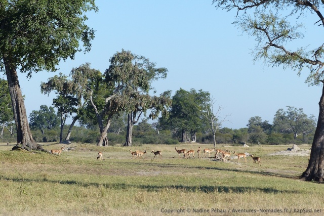 Les beaux paysages du parc Hwange nous accueillent