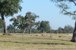 Les beaux paysages du parc Hwange nous accueillent