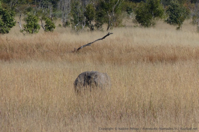 Les herbes sont tellement hautes qu'on aperçoit à peine les éléphants