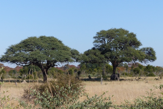Sous les arbres impeccablement taillés par les girafes, un éléphant se repose