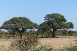 Sous les arbres impeccablement taillés par les girafes, un éléphant se repose