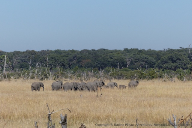 A la queue leu leu, les éléphants traversent la plaine herbeuse