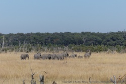 A la queue leu leu, les éléphants traversent la plaine herbeuse