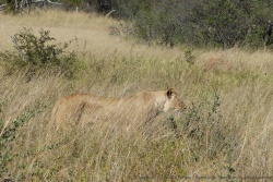 Une lionne se laisse apercevoir furtivement parmi les hautes herbes
