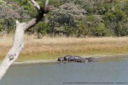 Une troupe d'hippopotames se prélasse au soleil