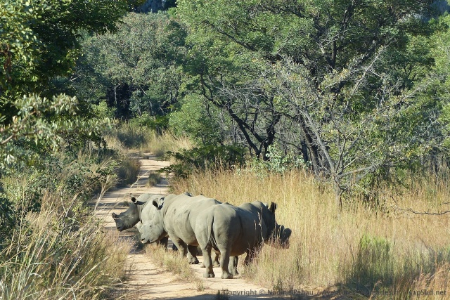 Une colonne de rhinocéros s'empare de la piste !
