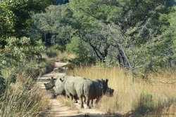 Une colonne de rhinocéros s'empare de la piste !