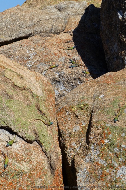 Festival de couleurs tant au niveau des lichens que des lézards