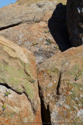 Festival de couleurs tant au niveau des lichens que des lézards