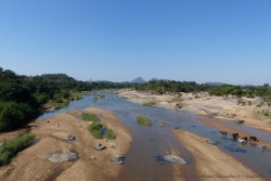 Pour l'instant, c'est le bétail qu'on voit venir s'abreuver à la rivière