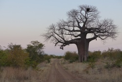 Une silhouette de baobab se dessine dans le soleil couchant : on approche du but