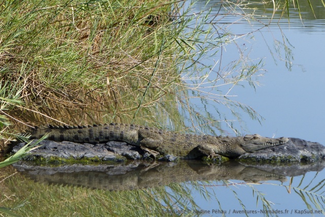 Un croco surpris en flagrant délit de bain de soleil matinal