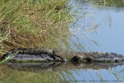 Un croco surpris en flagrant délit de bain de soleil matinal