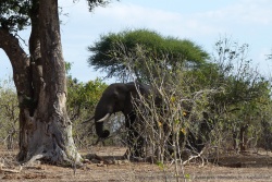 En s'approchant de la rivière, nous retrouvons les éléphants